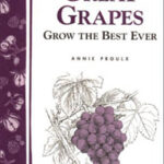 Great Grapes (Storey Bulletin)