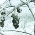 Northern Winework (2nd Edition)